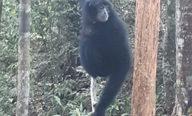 Bukit Lawang