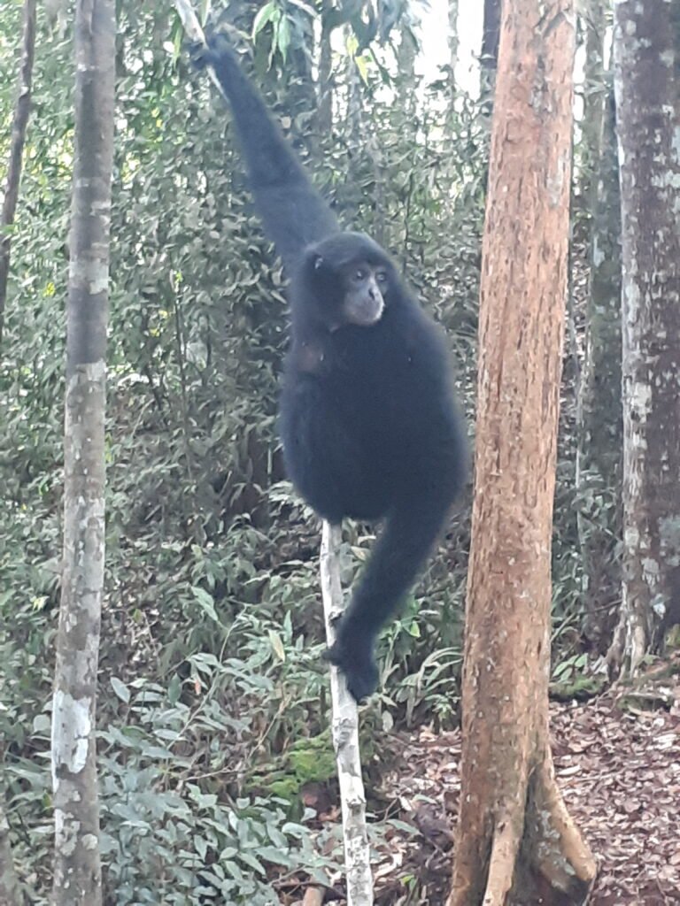 Bukit Lawang