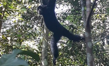 Bukit Lawang