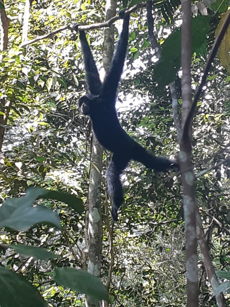 Bukit Lawang