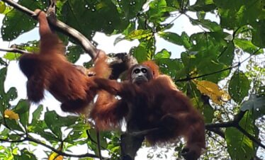 orangutan bukit lawang