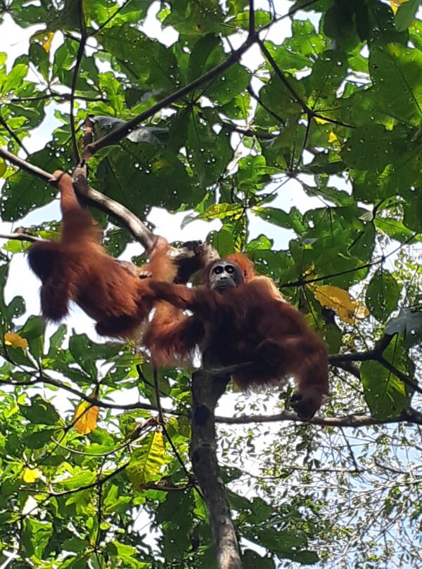 orangutan bukit lawang