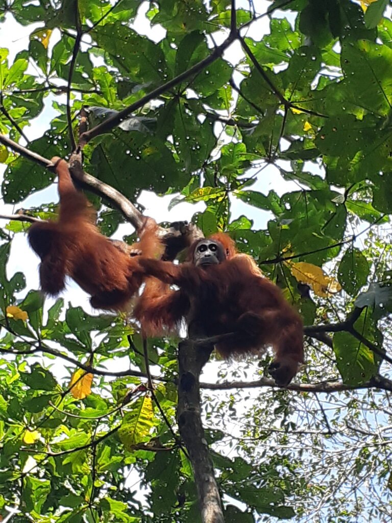 orangutan bukit lawang