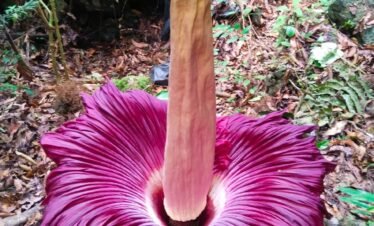 raflesia flower