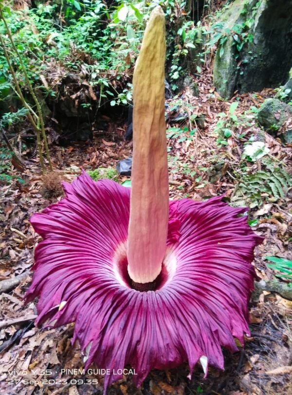 raflesia flower