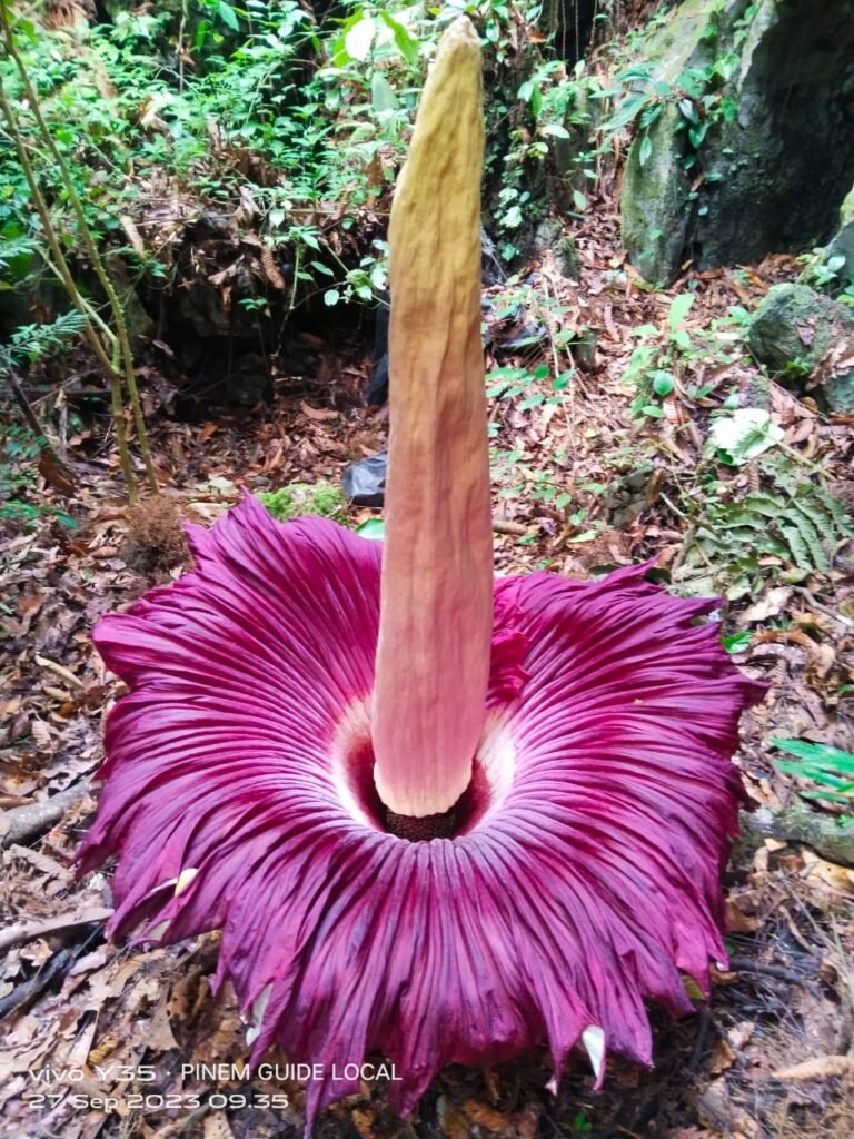 raflesia flower