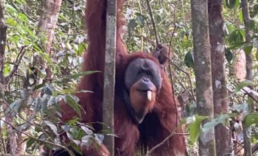 orangutan bukit lawang