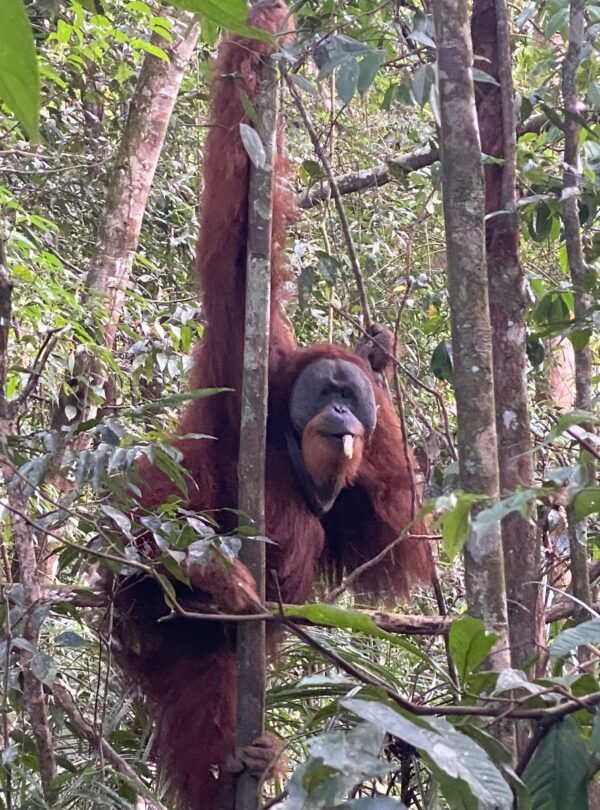 orangutan bukit lawang