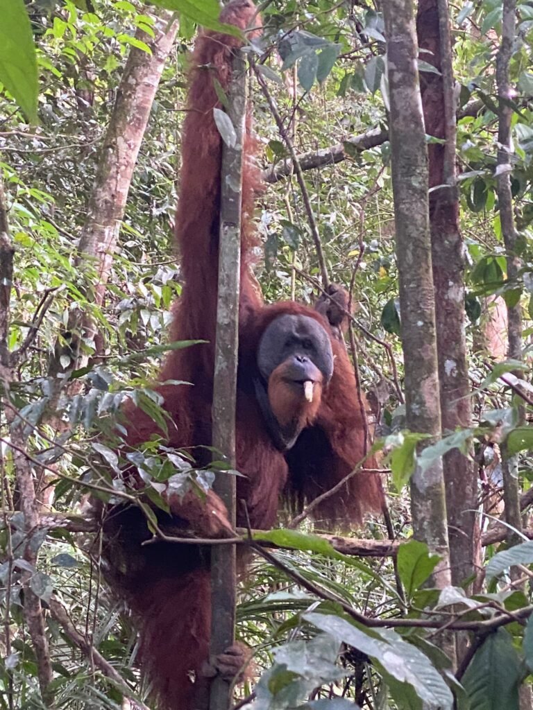 orangutan bukit lawang