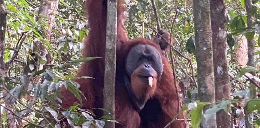 orangutan bukit lawang