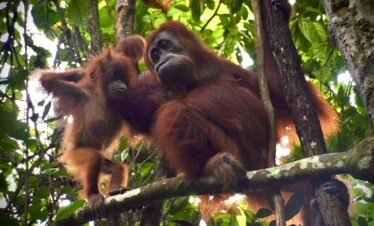orangutan
