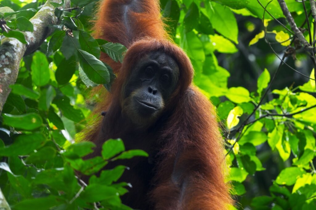 orangutan