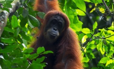 orangutan