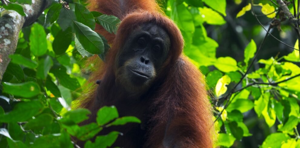 orangutan