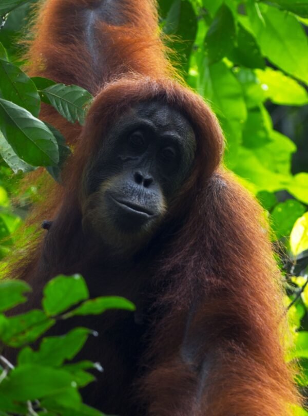 orangutan 3