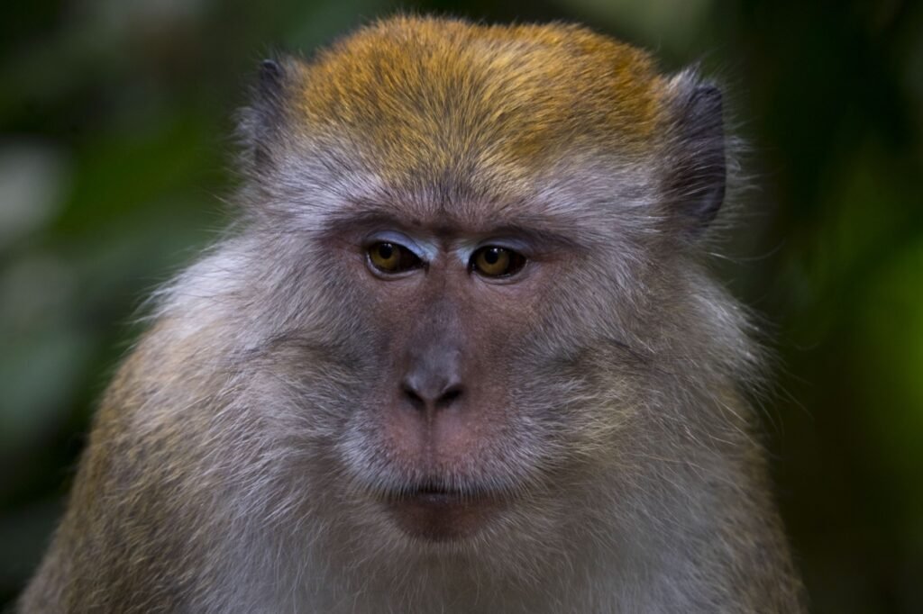 animals in bukit lawang