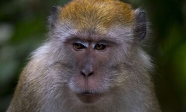 animals in bukit lawang