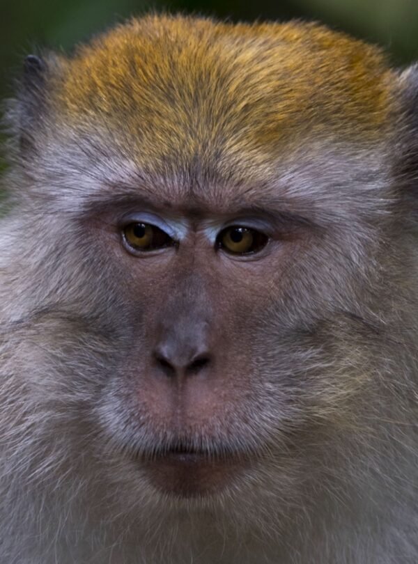 animals in bukit lawang