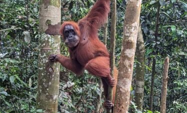 orangutan