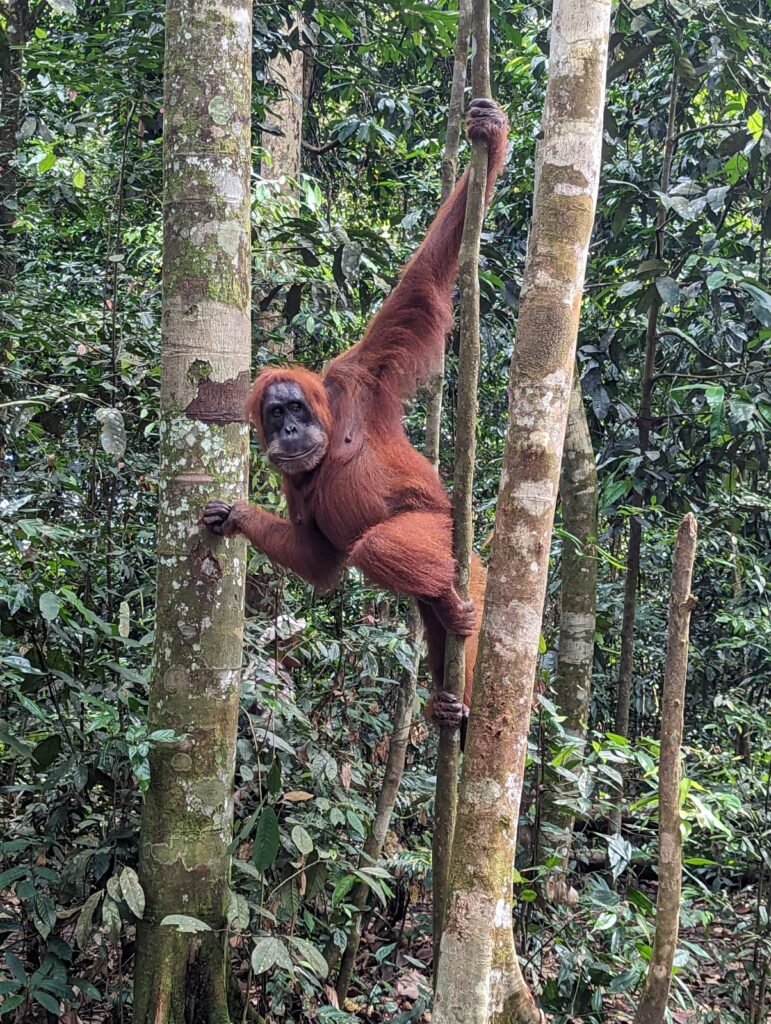 orangutan