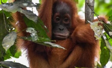orangutan