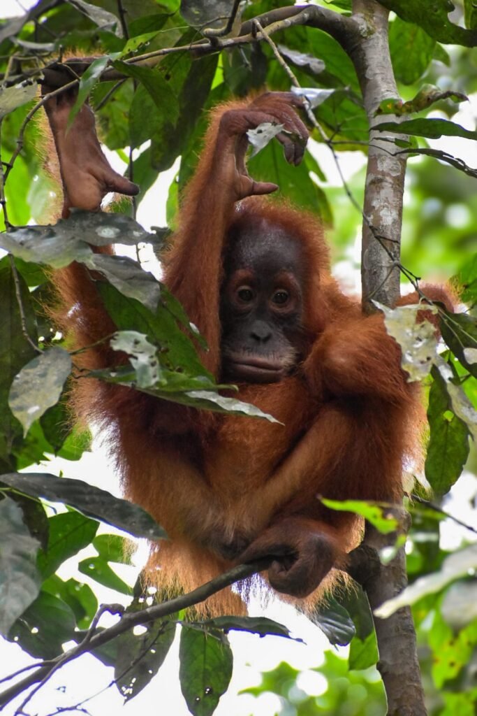 orangutan