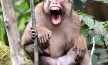 monkey kuta cane