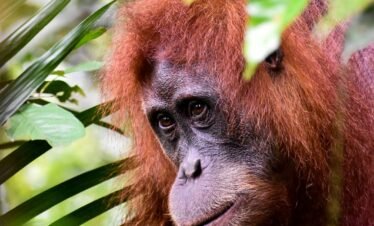 orangutan