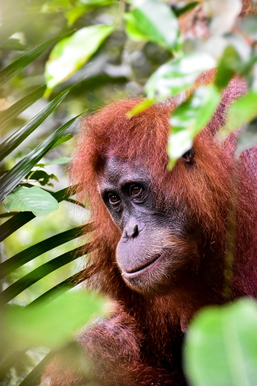 orangutan