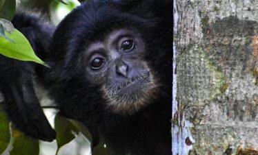Animals in bukit lawang