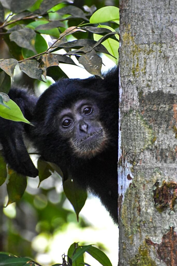 Animals in bukit lawang