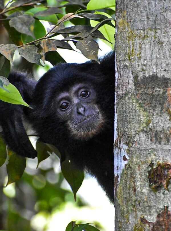 orangutan