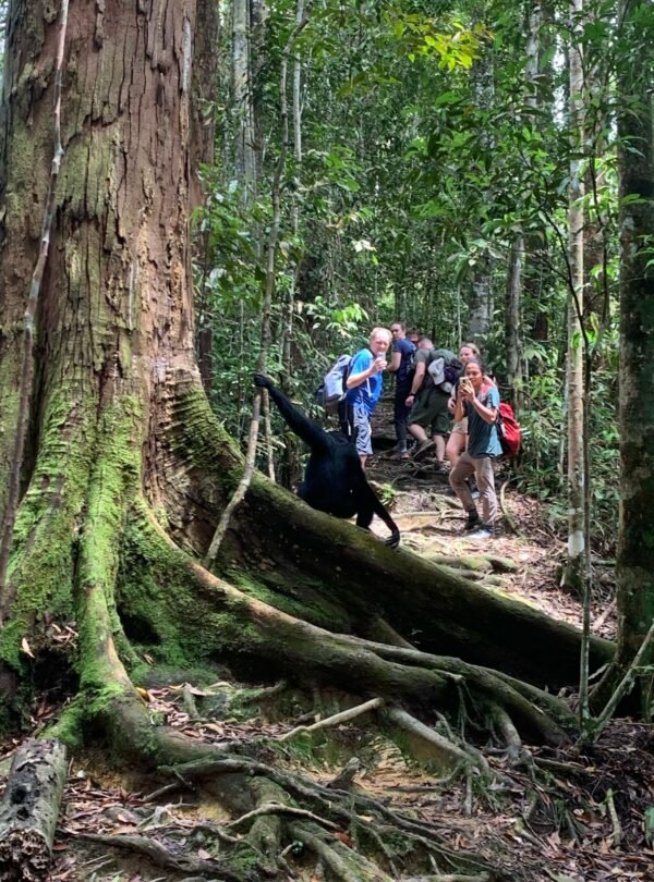 Package Tours Bukit Lawang