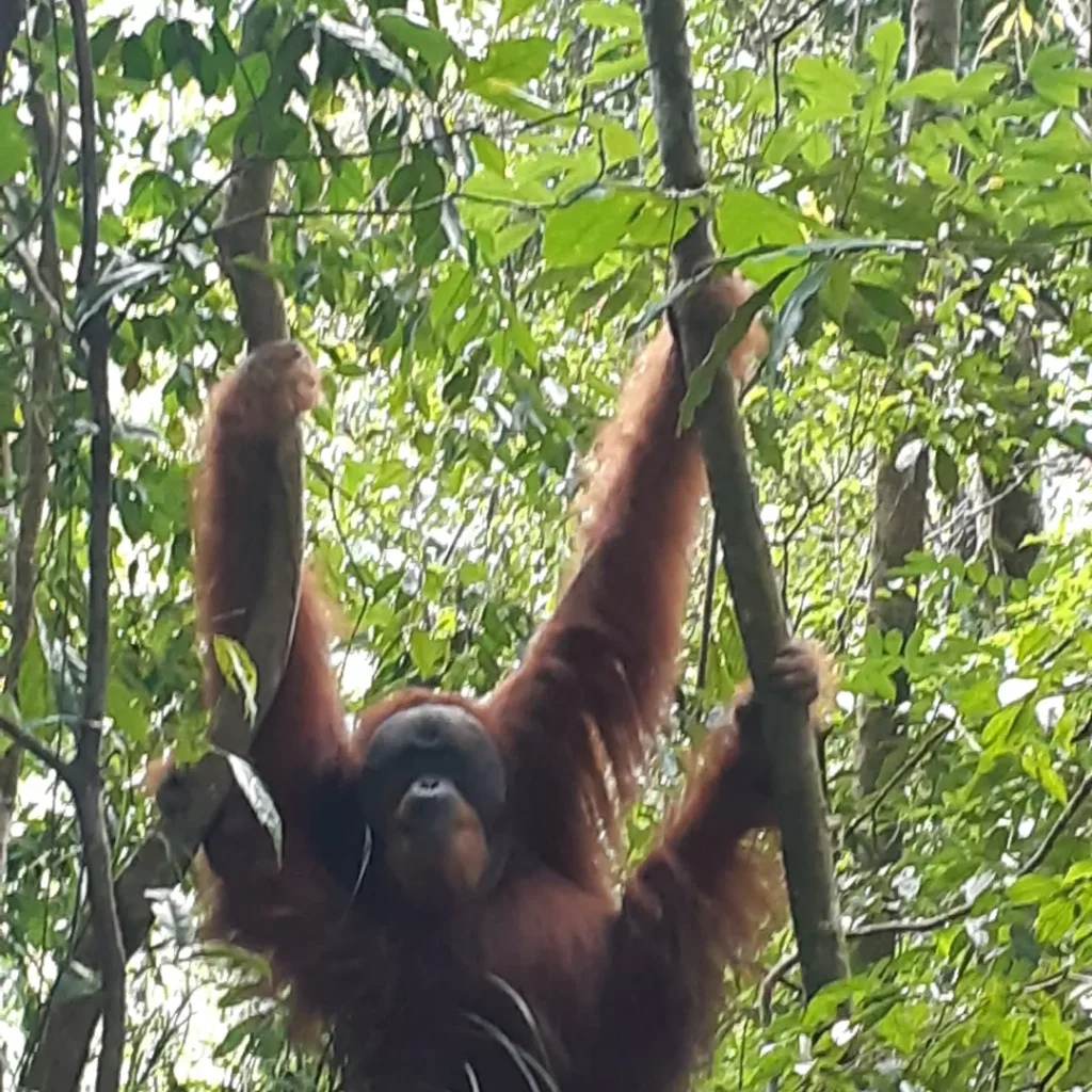 orangutan