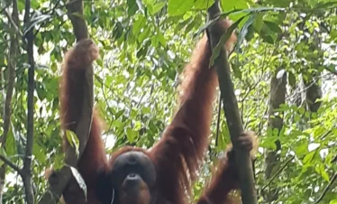 orangutan