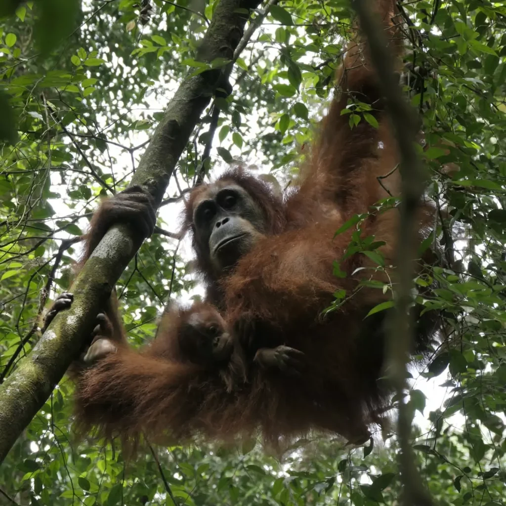 orangutan 2