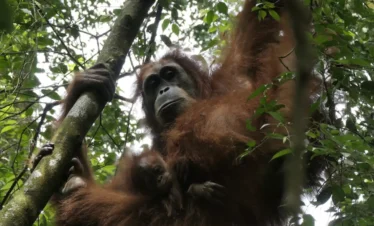 orangutan 2