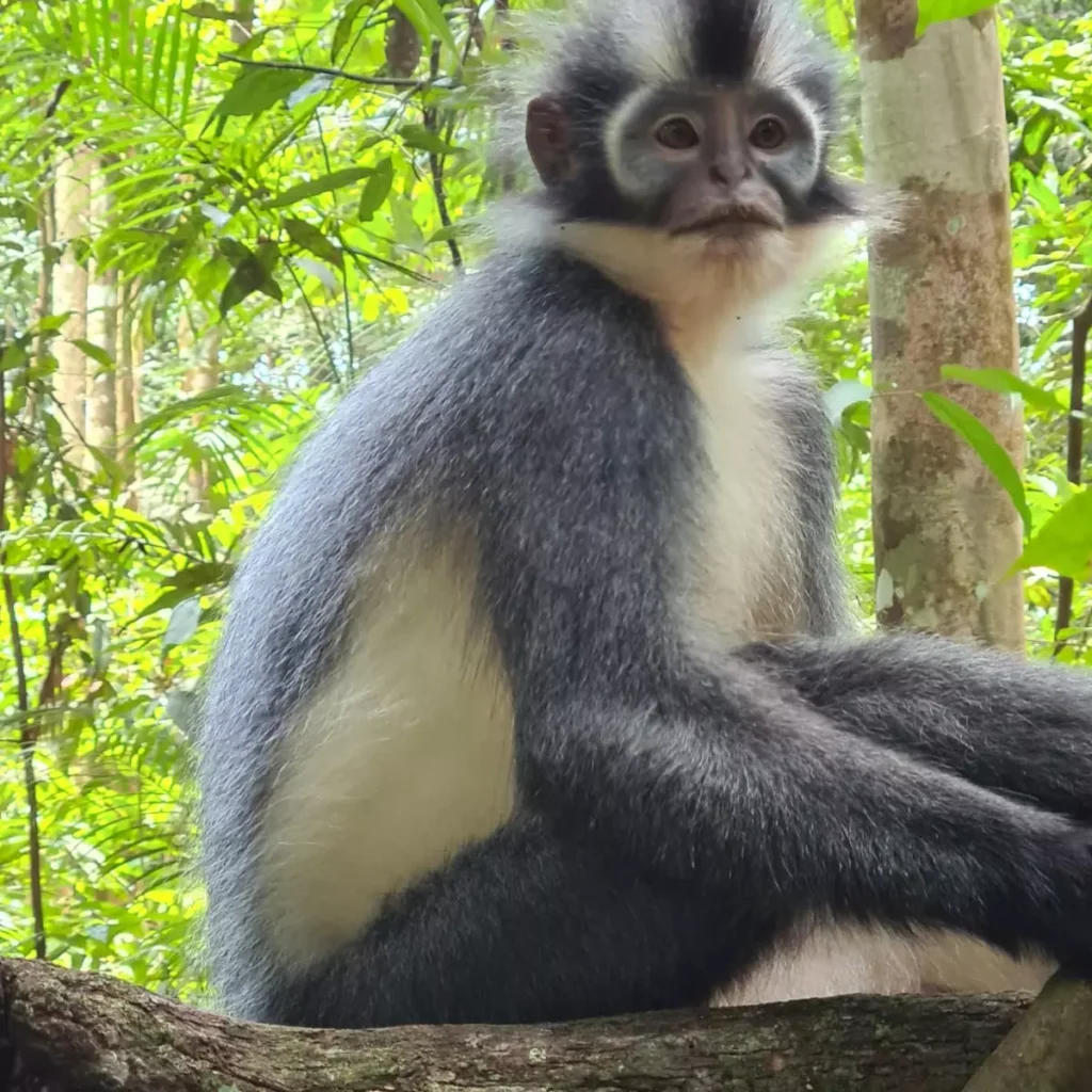 animals in bukit lawang