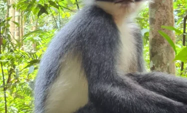 animals in bukit lawang