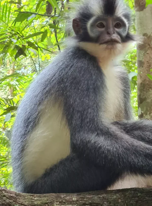 animals in bukit lawang