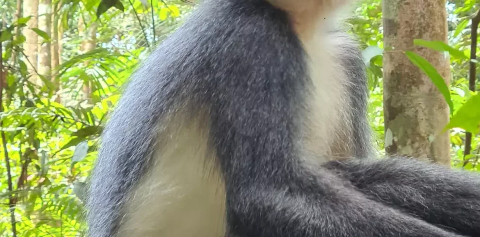 animals in bukit lawang