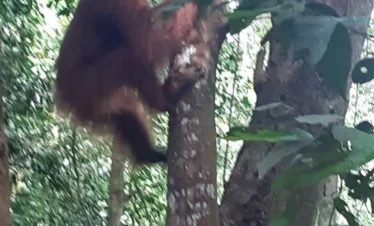 orangutan