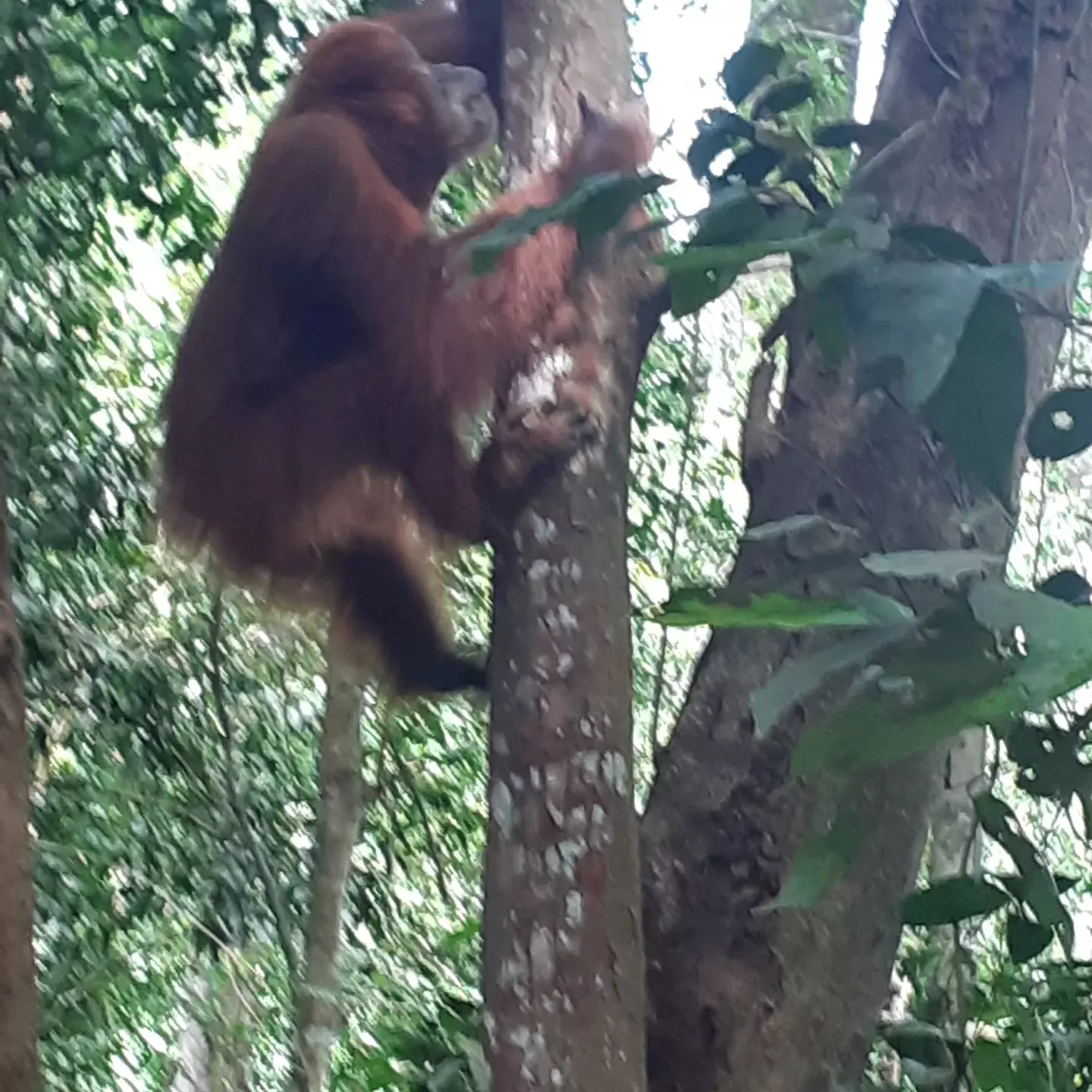 orangutan