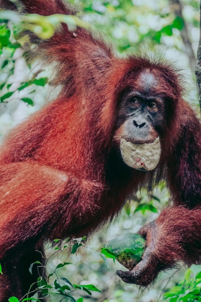 orangutan-bukitlawang
