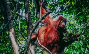 orangutan-1