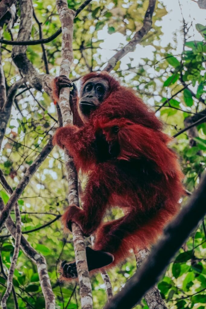 bukitlawang-trekkingtours-orangutan