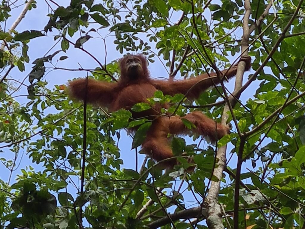 bukit lawang