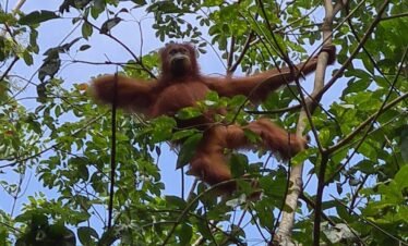 bukit lawang