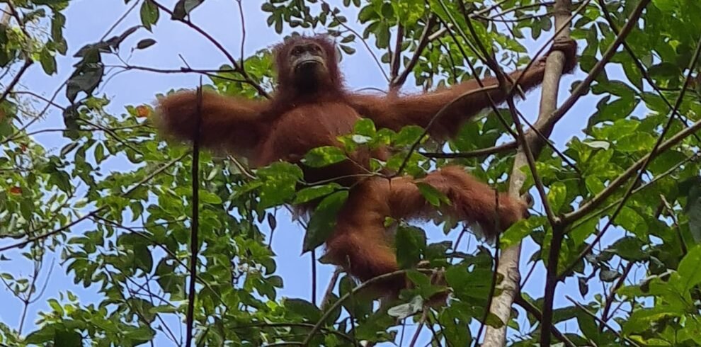 bukit lawang