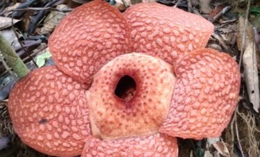 raflesia